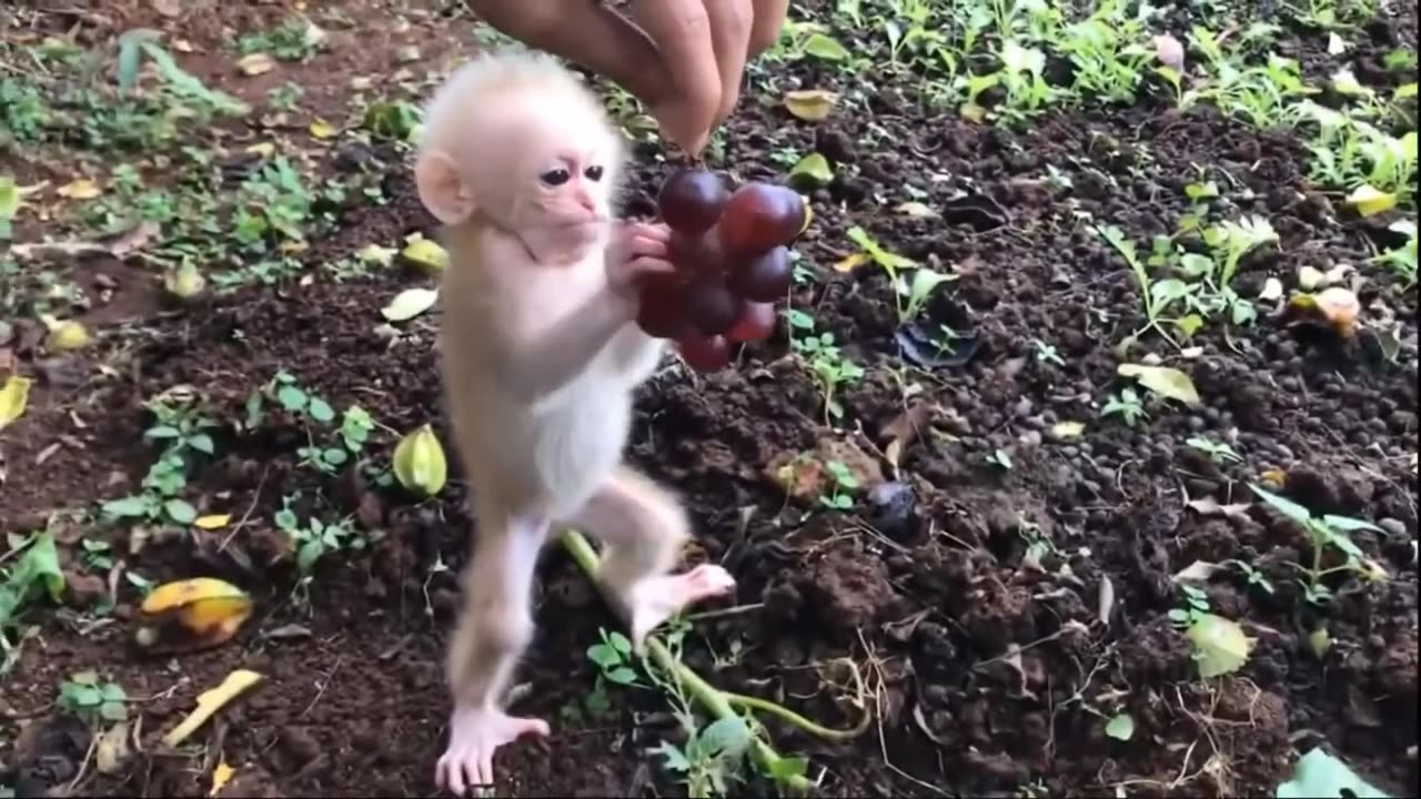 Cute baby monkey