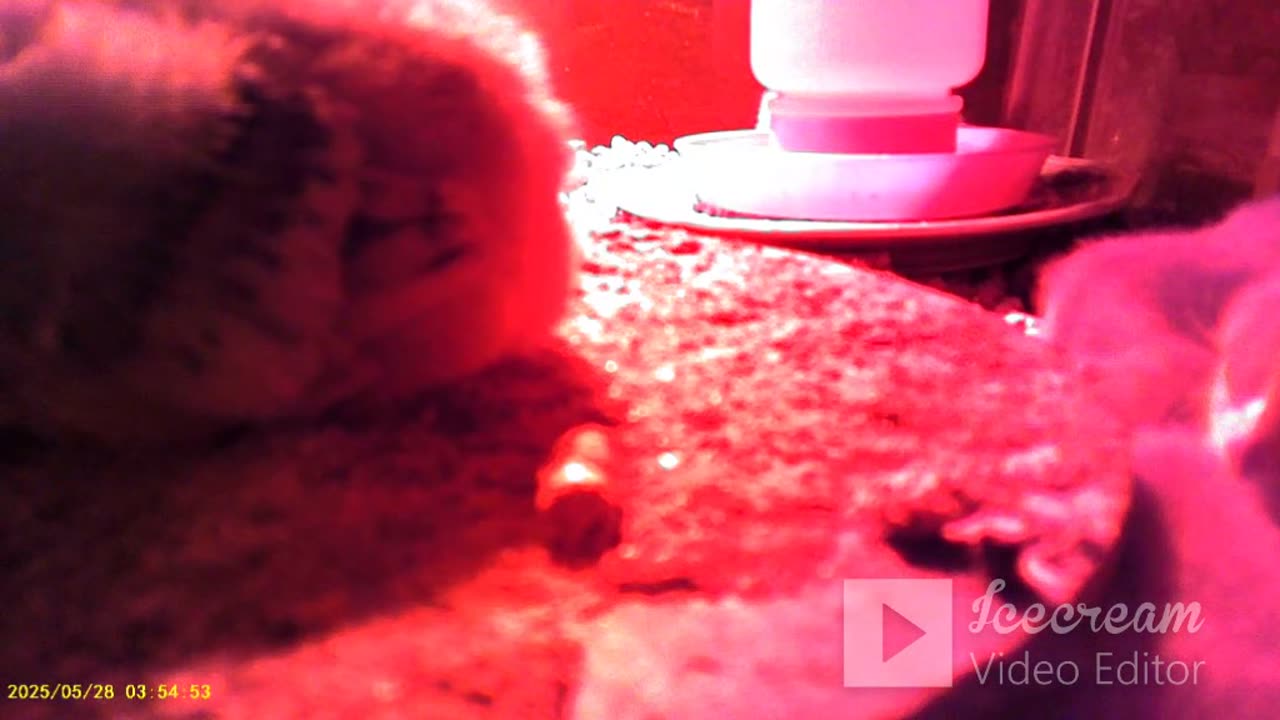 Baby Chickens Camera Pose - Day 08 part 3