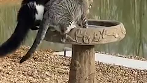 “I Can’t With These Pets!! 😂 Funniest Animal Moments Caught on Camera #Shorts”