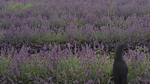 Cats Hop Through a Field of Lavender Flowers