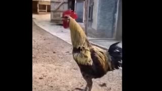 😂🐶 Funniest Animals of the Day! | FunFM