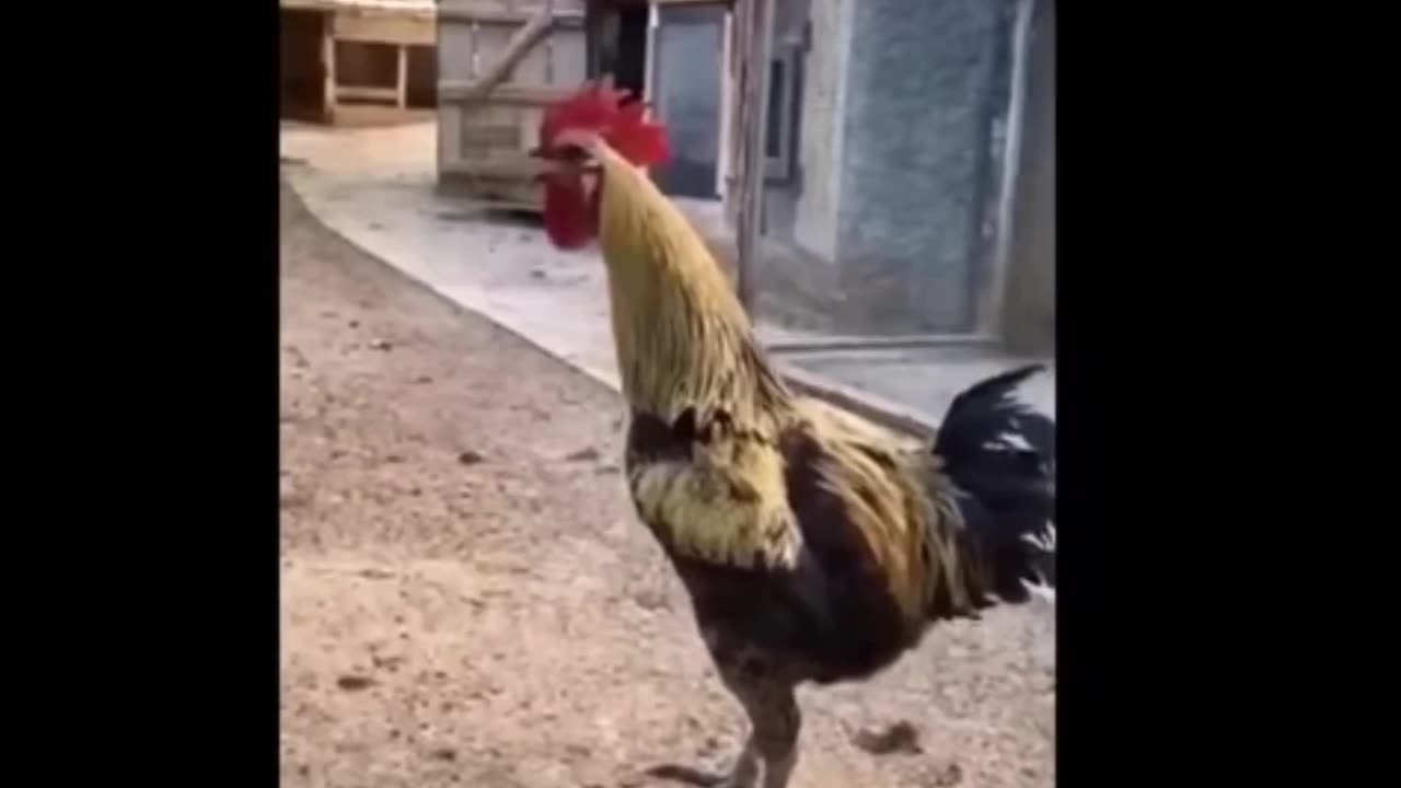 😂🐶 Funniest Animals of the Day! | FunFM