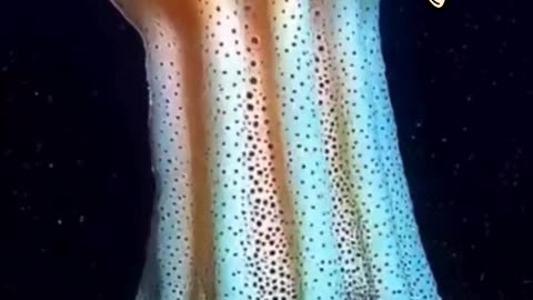DEEP WATER CREATURES
