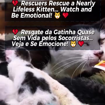 💔 Rescuers Rescue a Nearly Lifeless Kitten... Watch and Be Emotional! 🐱❤️