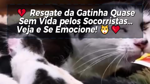 💔 Rescuers Rescue a Nearly Lifeless Kitten... Watch and Be Emotional! 🐱❤️