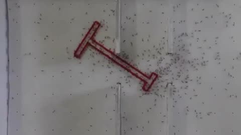 Ants Solving Geometry