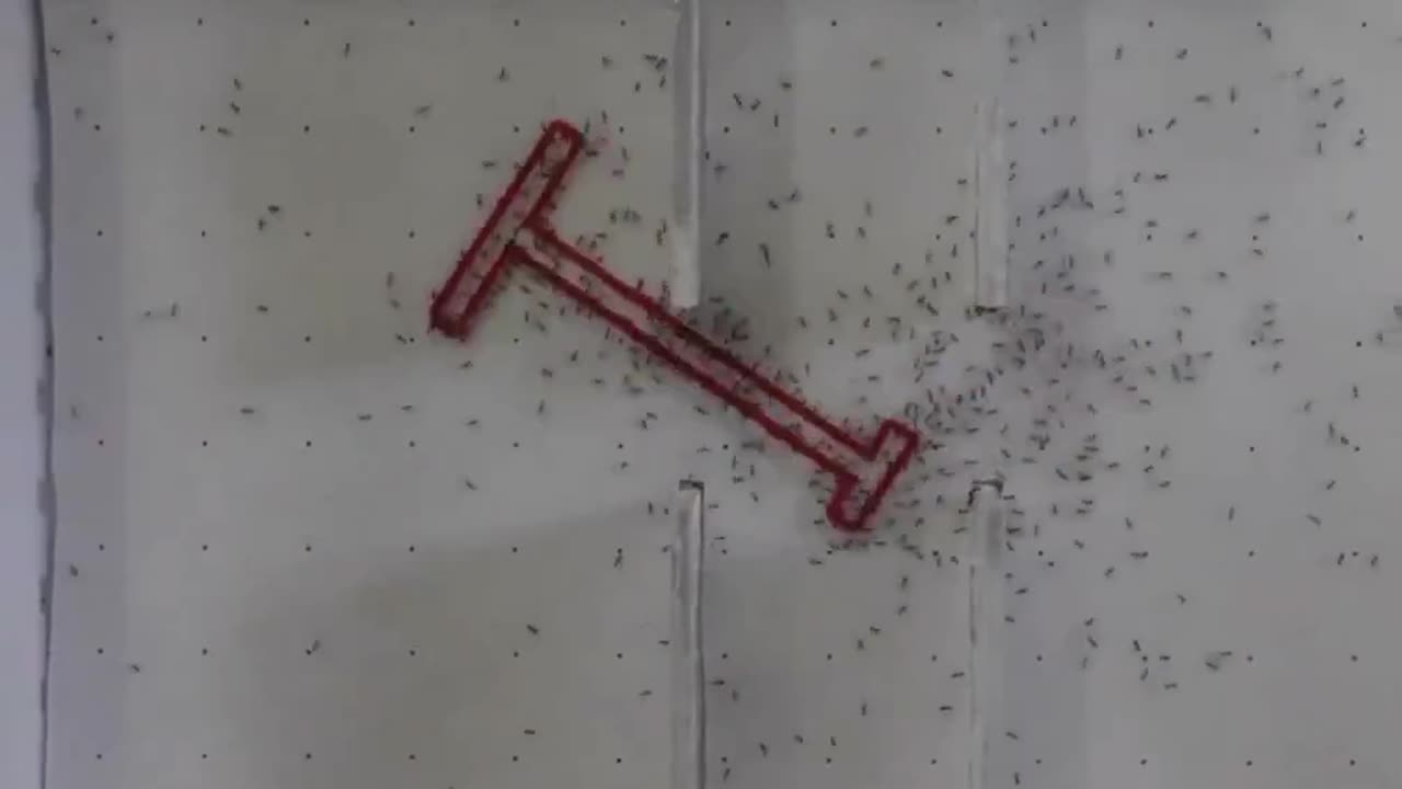 Ants Solving Geometry