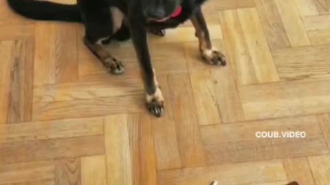 😍😍😘🔥 😍💦 FUNNY Animals and pet's💕😘 😘🔥 💕😘 😍💦 💦
