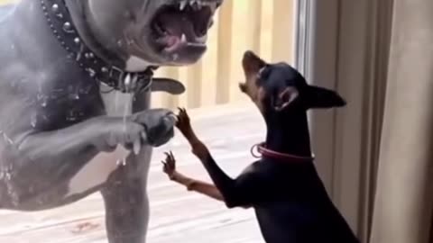 Teaching an old Dog new tricks.