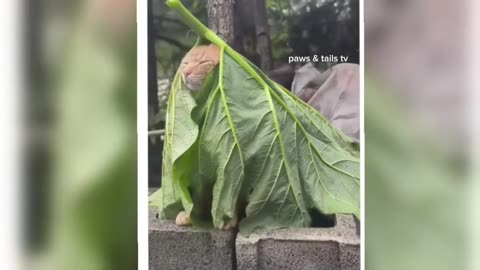Funny Animal Video you will Love