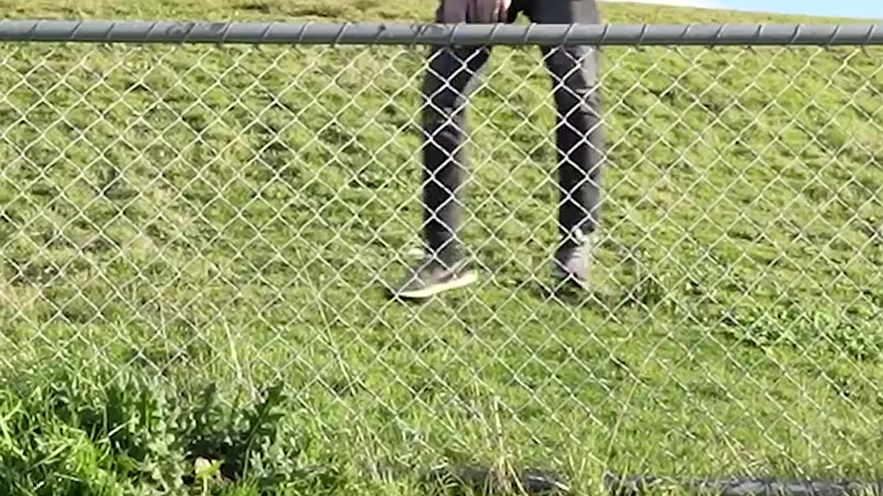how animals get over a fence😂😂😭😭
