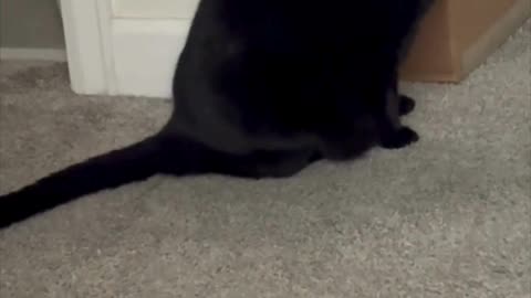 Cute Precious Piper is a Guard of Large Boxes - Adopting a Cat from a Shelter Vlog #shorts