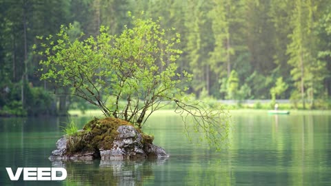 Forest Dream