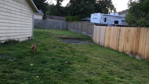 backyard wrastlin 32908423098