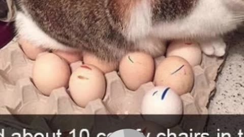 the-cat-hatching-eggs.mp4
