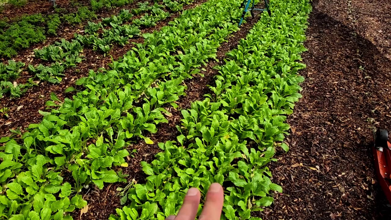 Farmers' Market Update & What's Growing 4-30-25