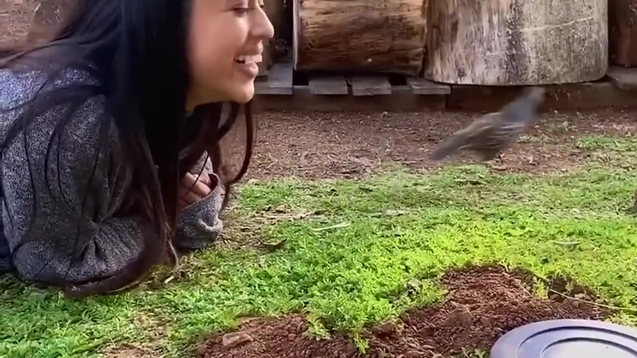 This family rescued a baby quail that was stuck in a drain and adopted it