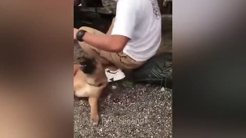 cute animals