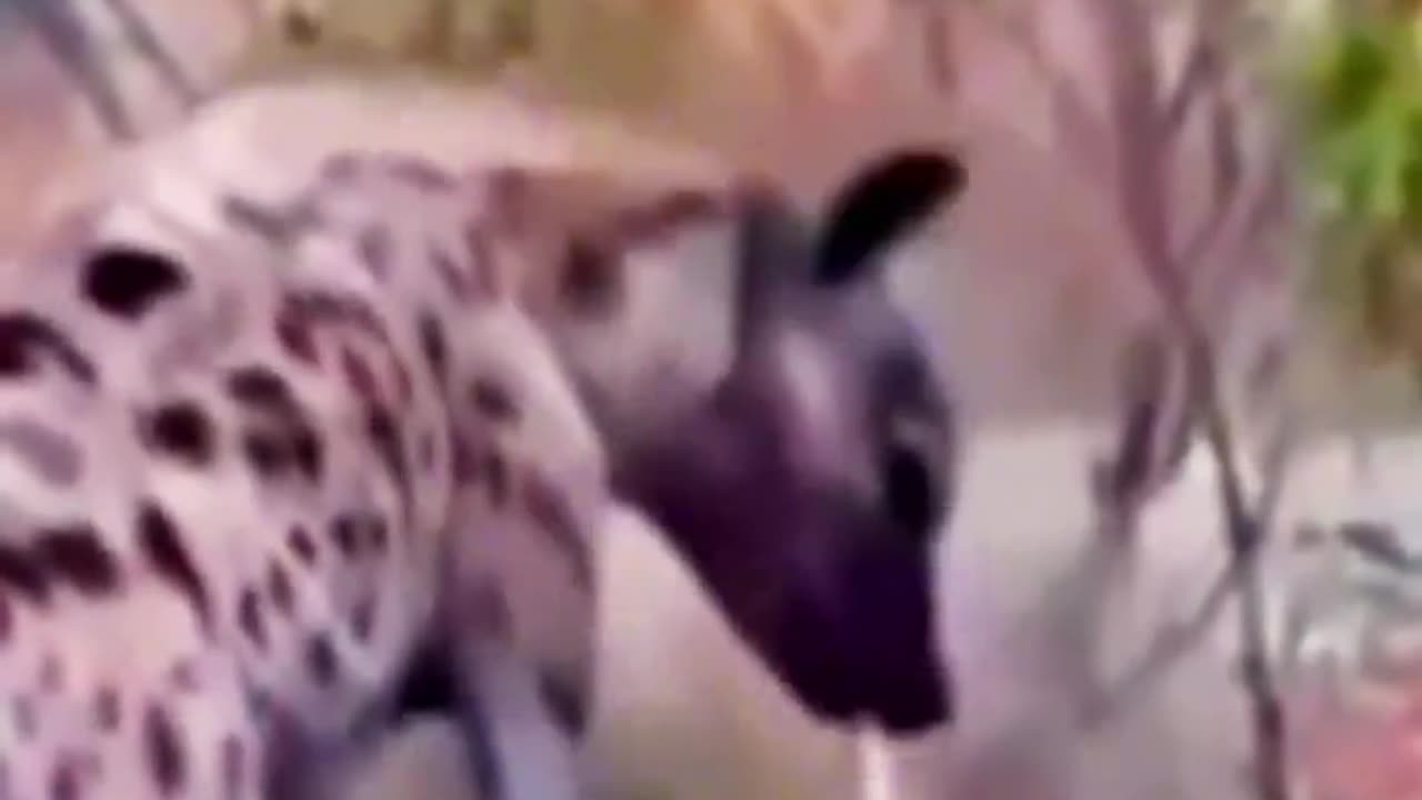 the animal song