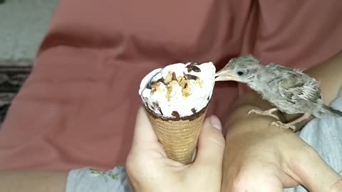 Sparrow