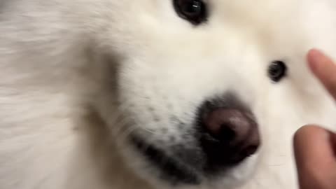 How come there is something as interesting as dog ears?