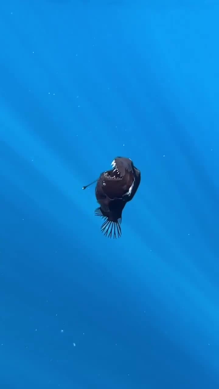 First-ever video footage of a rare deep-sea Black Devil fish in shallow waters near Tenerife