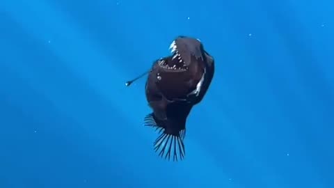 First-ever video footage of a rare deep-sea Black Devil fish in shallow waters near Tenerife