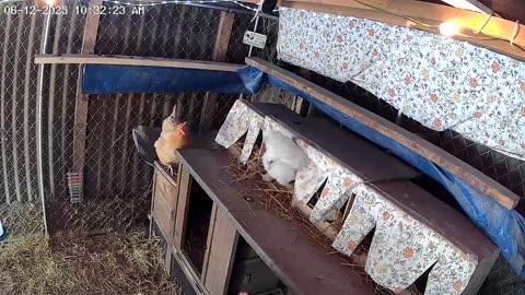 Nesting Time for Henrietta!