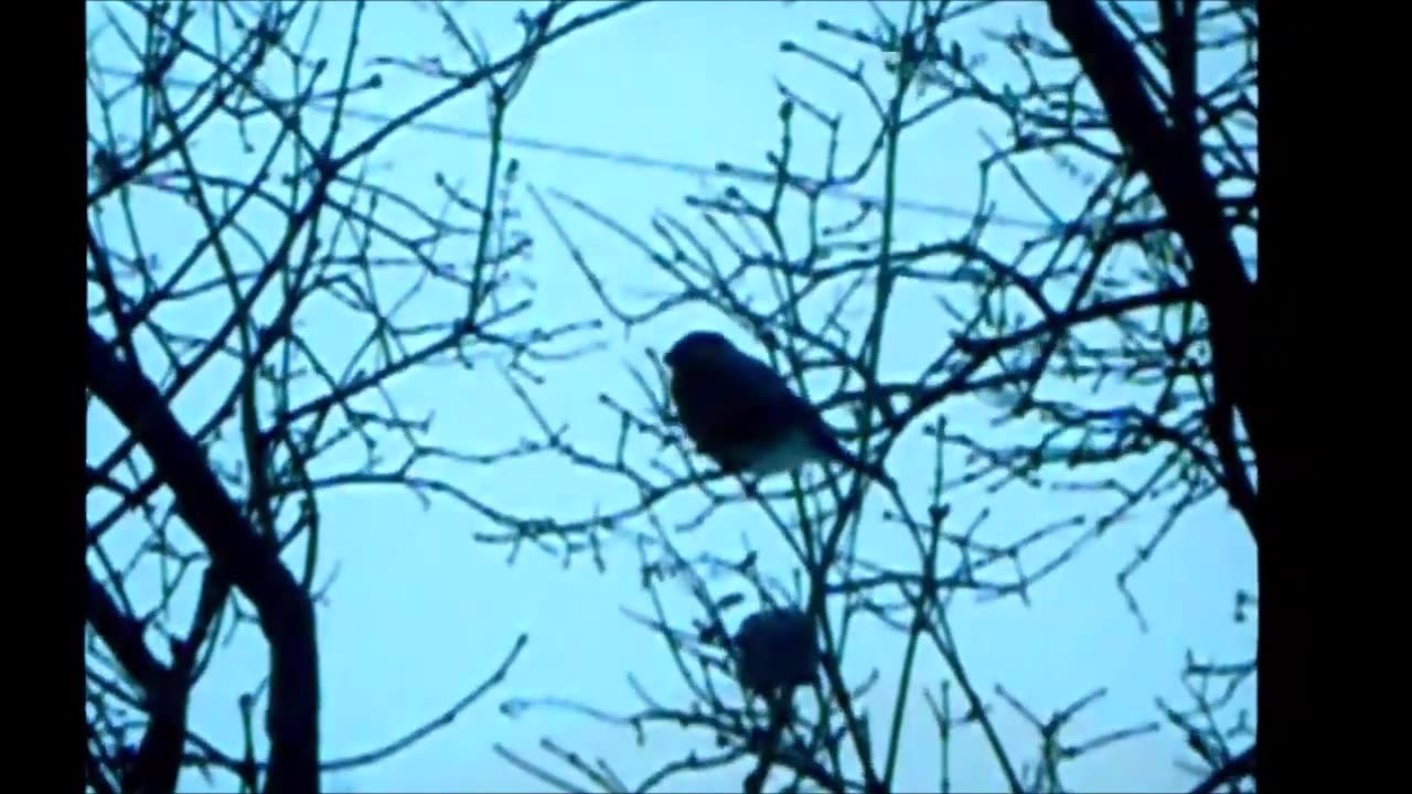 Punatulkku takapihalla