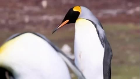 New Zealand Penguins – Rare Birds of the Southern Seas