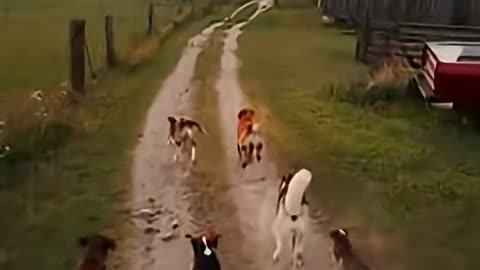 Unexpected Animal Heroes