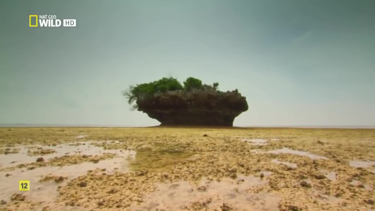 4K Wild Life