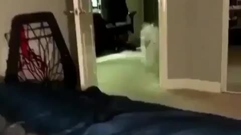 Fun Animals