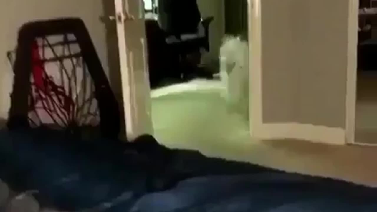 Fun Animals