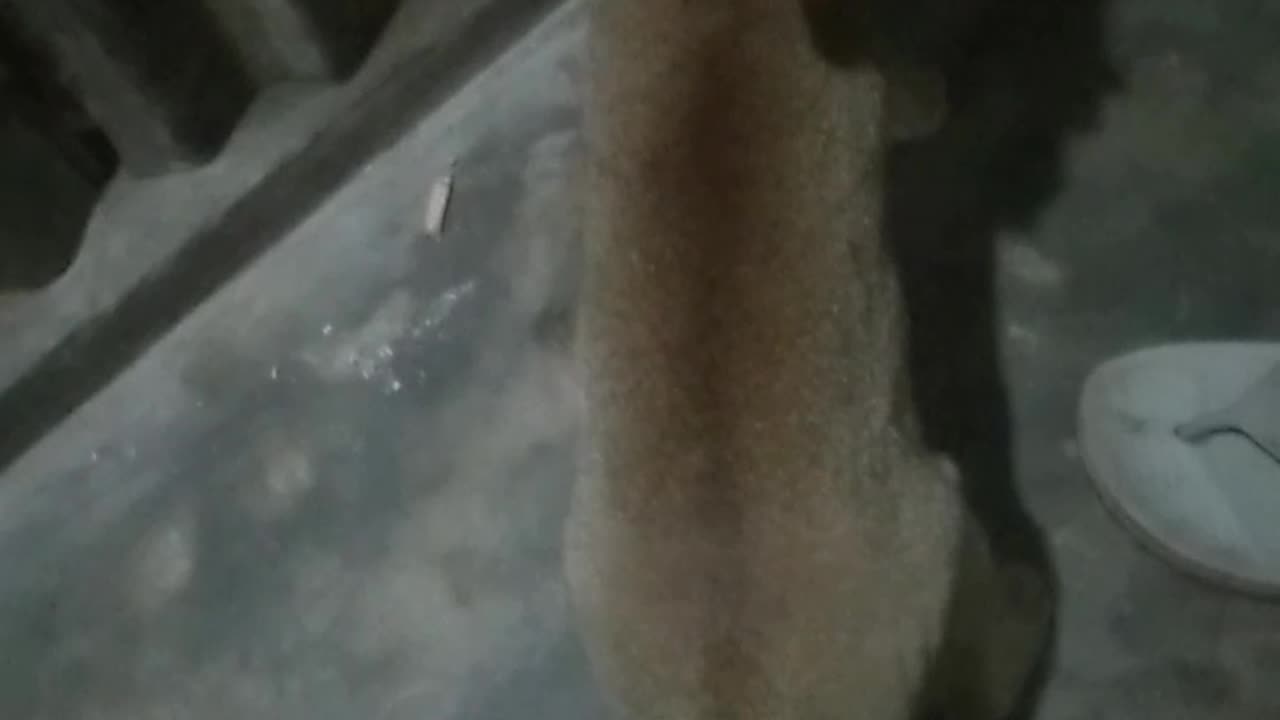 Cat funn
