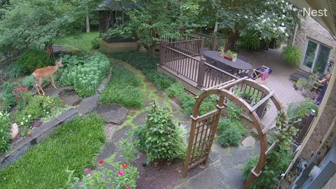 🦌😲 Frightened Deer's Normal Escape Plan FAILS EPICALLY! | FunFM