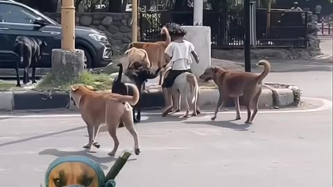 Street Little Princess Gets Royal Service from Her Street Dogs! (Heartwarming Video)
