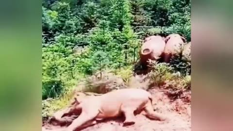 Animals