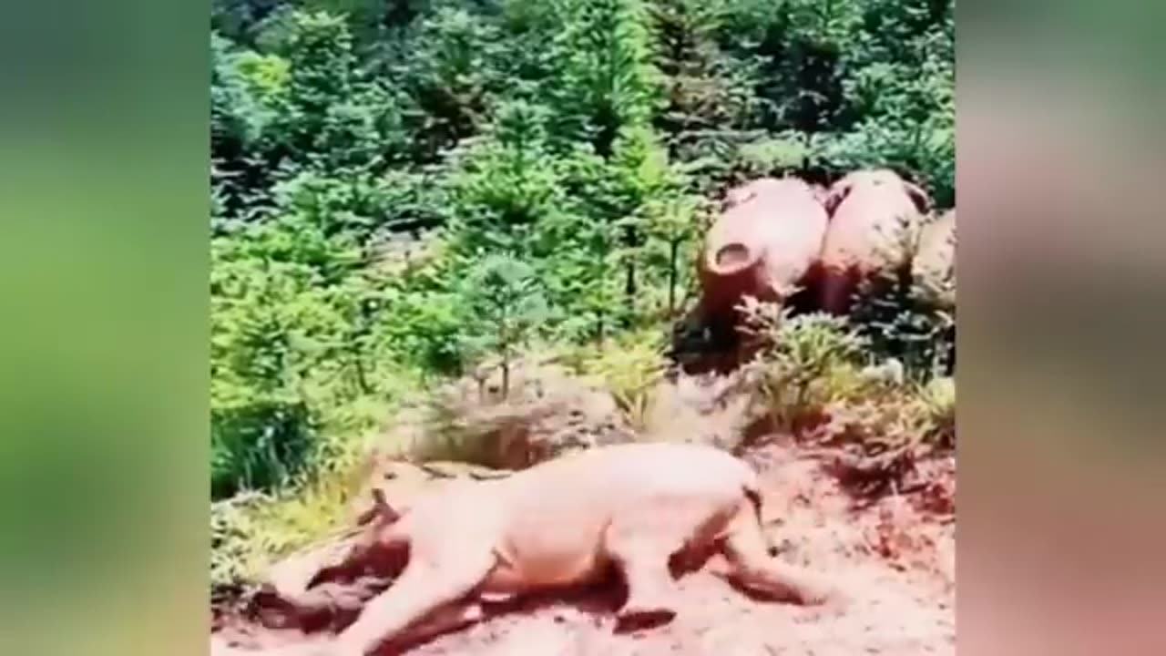 Animals