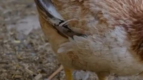 Baby chicken