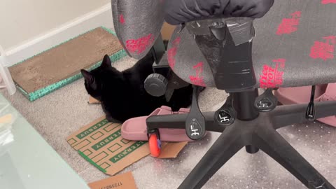 Cute Precious Piper Practices for a Training Video - My Adopted Shelter Cat Vlog