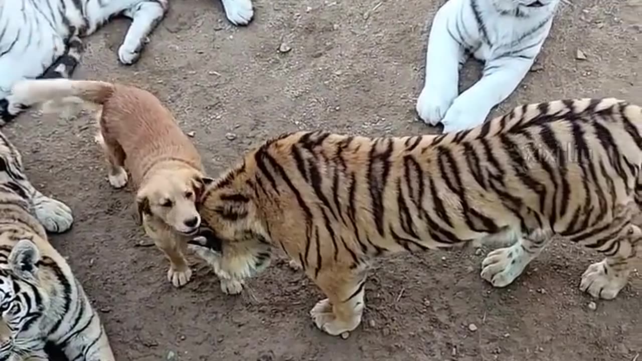 funny animal video