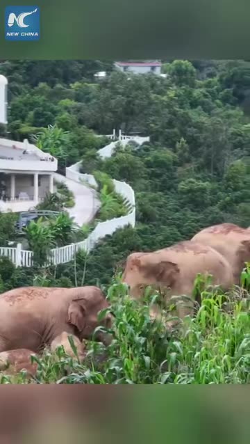 Elephant 🐘 in China 🇨🇳