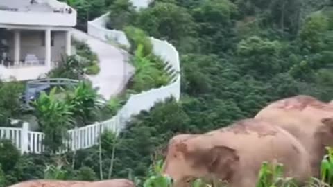 Elephant 🐘 in China 🇨🇳