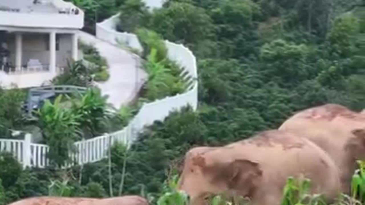 Elephant 🐘 in China 🇨🇳