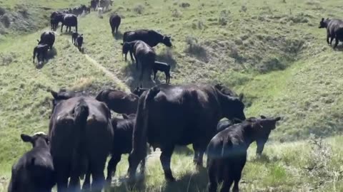 The adventure never ends. cartercountrymeats.com