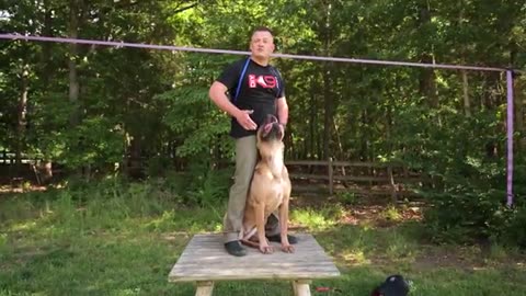 How to STOP a DOG ATTACK in 3 Seconds - GUARANTEED!