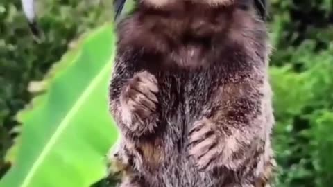 “Tiny Monkey, Big Attitude! 😂 You’ve Never Seen Sass Like This!”