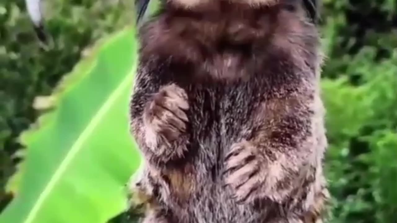 “Tiny Monkey, Big Attitude! 😂 You’ve Never Seen Sass Like This!”