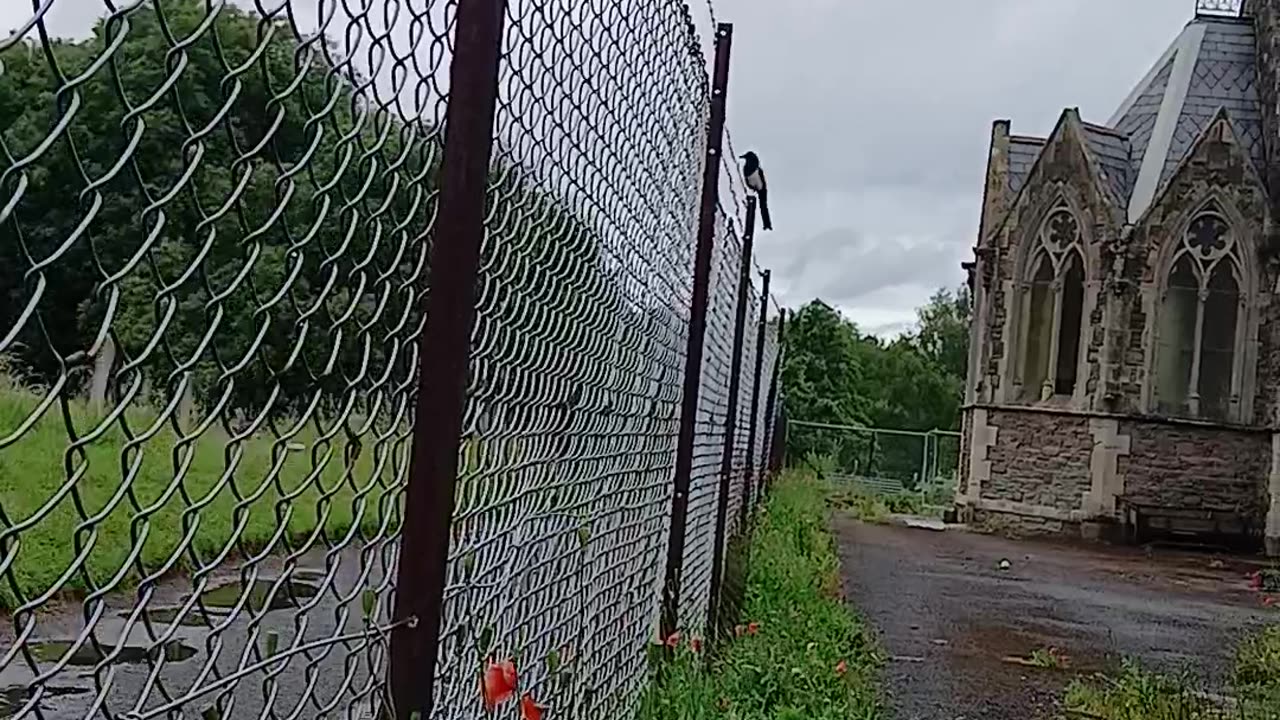 Poppy's at the fence that filled the ground when lola died